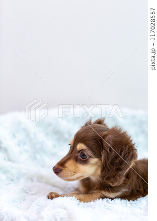 カニンヘンダックスフンドの仔犬 117028587