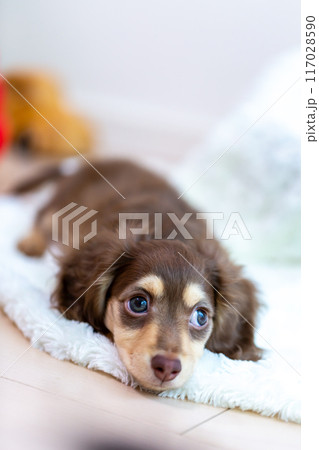 カニンヘンダックスフンドの仔犬 117028590