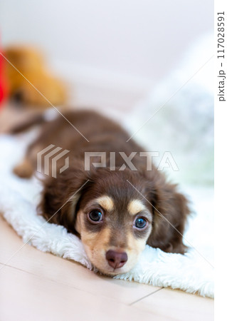 カニンヘンダックスフンドの仔犬 117028591