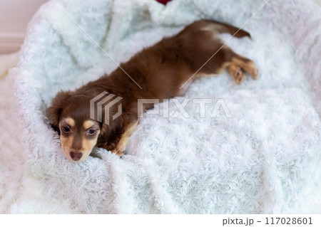 カニンヘンダックスフンドの仔犬 カニンヘンダックスフンドの仔犬 117028601