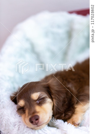 カニンヘンダックスフンドの仔犬 117028602