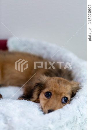 カニンヘンダックスフンドの仔犬 117028606