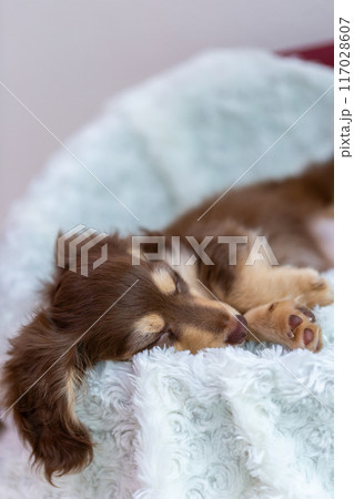 カニンヘンダックスフンドの仔犬 117028607
