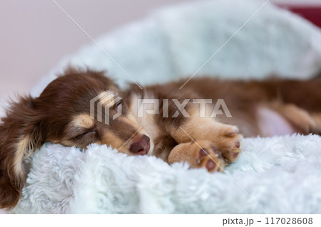 カニンヘンダックスフンドの仔犬 117028608