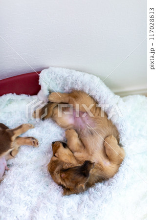 カニンヘンダックスフンドの仔犬 カニンヘンダックスフンドの仔犬 117028613