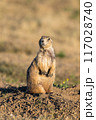 プレーリードッグ 117028740