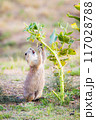 プレーリードッグ 117028788