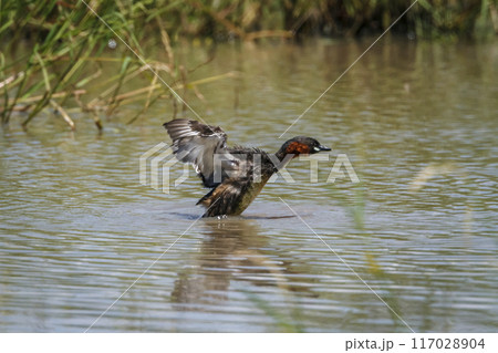 Little Grebe in Kruger National park, South Africa Little Grebe in Kruger National park, South Africa 117028904