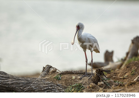 African spoonbill in Kruger National park, South Africa 117028946