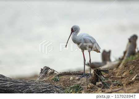 African spoonbill in Kruger National park, South Africa 117028947