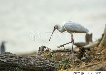 African spoonbill in Kruger National park, South Africa African spoonbill in Kruger National park, South Africa 117028948