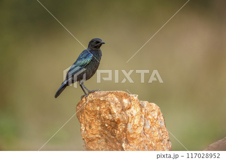 Cape Glossy Starling in Kruger National park, South Africa Cape Glossy Starling in Kruger National park, South Africa 117028952
