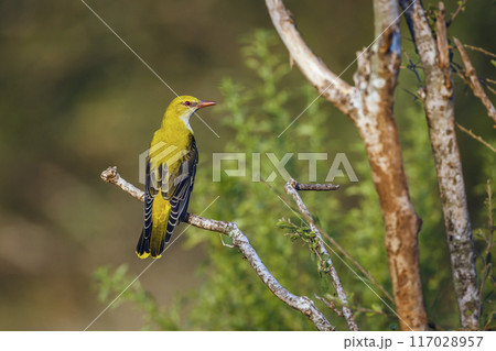 Eurasian Golden-Oriole in Kruger National park, South Africa Eurasian Golden-Oriole in Kruger National park, South Africa 117028957