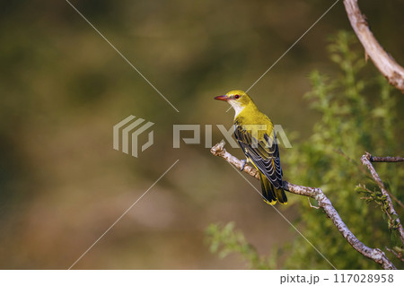 Eurasian Golden-Oriole in Kruger National park, South Africa 117028958