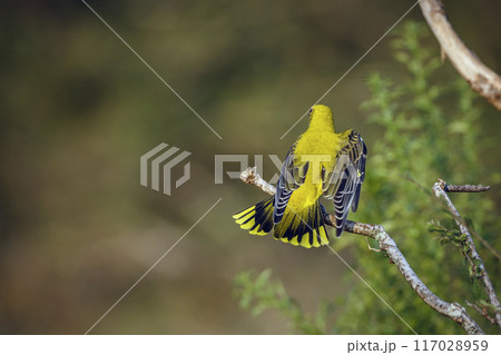Eurasian Golden-Oriole in Kruger National park, South Africa 117028959