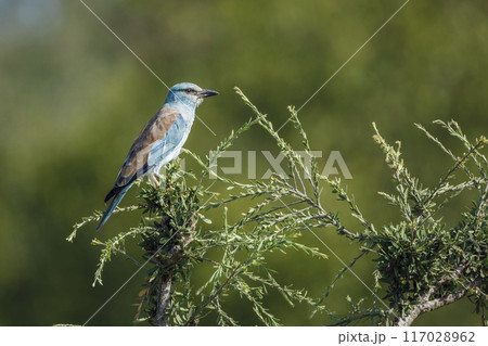 European Roller in Kruger National park, South Africa European Roller in Kruger National park, South Africa 117028962