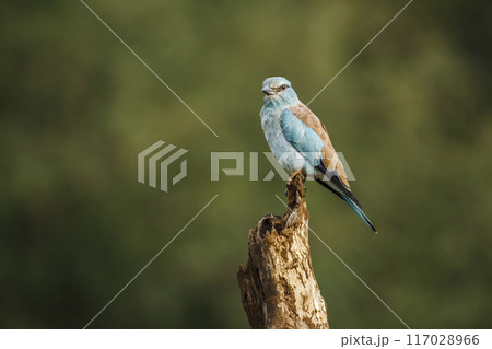 European Roller in Kruger National park, South Africa 117028966