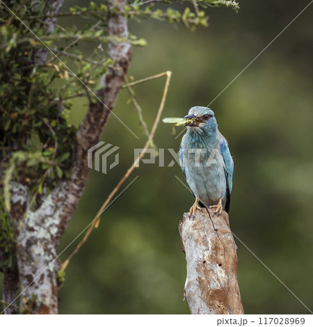 European Roller in Kruger National park, South Africa 117028969
