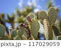 青空とサボテン 117029059