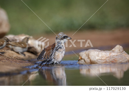 Red-backed Shrike in Kruger National park, South Africa 117029130