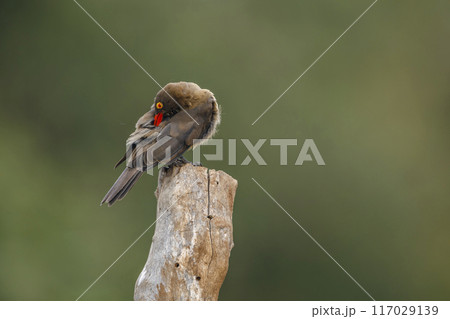 Red billed Oxpecker in Kruger National park, South Africa Red billed Oxpecker in Kruger National park, South Africa 117029139
