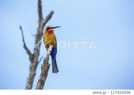 White fronted Bee eater in Kruger National park, South Africa 117029206