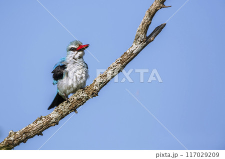 Woodland kingfisher in Kruger National park, South Africa 117029209