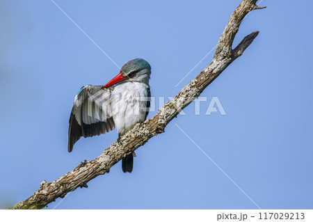 Woodland kingfisher in Kruger National park, South Africa 117029213