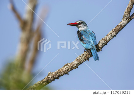 Woodland kingfisher in Kruger National park, South Africa Woodland kingfisher in Kruger National park, South Africa 117029215