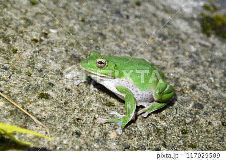 シューレゲルアオガエル シューレゲルアオガエル 117029509