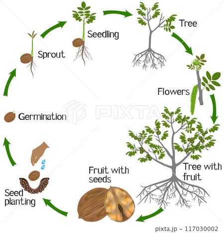 Cycle of a walnut plant growth isolated on white background. Cycle of a walnut plant growth isolated on white background. 117030002