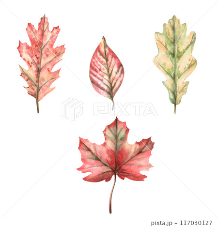 Set of autumn leaves. Maple leaf, oak, oakleaf maple painted with watercolors. Illustration on the theme of autumn, for printing on fabric, packaging, fairs. Illustration isolated from the background. 117030127