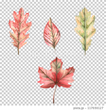 Set of autumn leaves. Maple leaf, oak, oakleaf maple painted with watercolors. Illustration on the theme of autumn, for printing on fabric, packaging, fairs. Illustration isolated from the background. 117030127