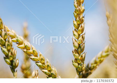 field of ripe wheat against blue sky, concept of growing cereal crops, harvest season, Grain deal 117030372