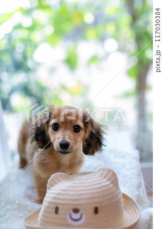 カニンヘンダックスフンドの仔犬 カニンヘンダックスフンドの仔犬 117030384