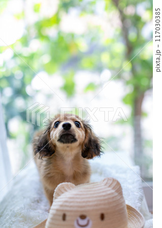 カニンヘンダックスフンドの仔犬 カニンヘンダックスフンドの仔犬 117030385