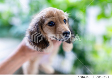 仔犬を抱っこする男性 カニンヘンダックスフンドの仔犬 仔犬を抱っこする男性 カニンヘンダックスフンドの仔犬 117030394
