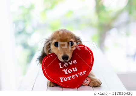 カニンヘンダックスフンドの仔犬 カニンヘンダックスフンドの仔犬 117030426