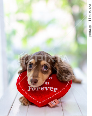 カニンヘンダックスフンドの仔犬 117030428