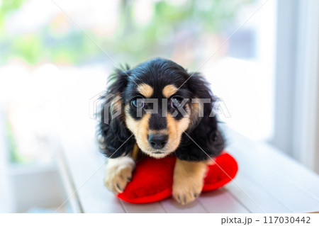 カニンヘンダックスフンドの仔犬 117030442