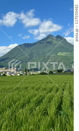新緑の湯布院盆地　田園風景 117030482