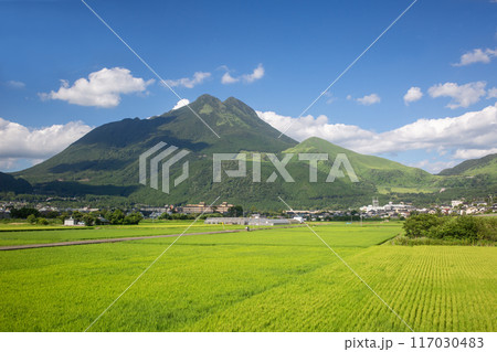 新緑の湯布院盆地　田園風景 117030483
