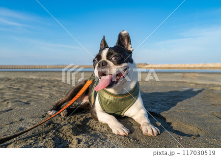 砂浜で休憩するボストンテリア 砂浜で休憩するボストンテリア 117030519