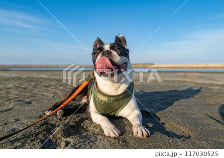 砂浜で休憩するボストンテリア 砂浜で休憩するボストンテリア 117030525