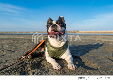 砂浜で休憩するボストンテリア 117030526