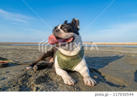 砂浜で休憩するボストンテリア 117030544