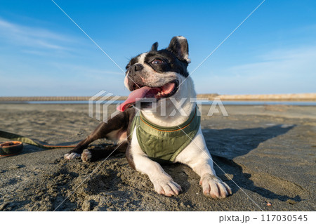 砂浜で休憩するボストンテリア 砂浜で休憩するボストンテリア 117030545