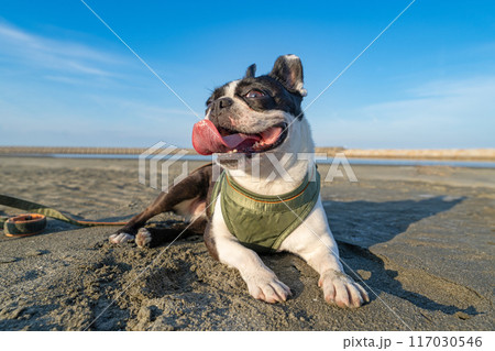 砂浜で休憩するボストンテリア 117030546