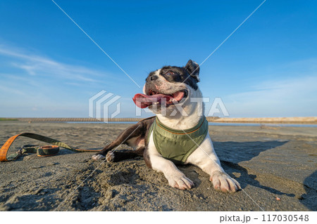 砂浜で休憩するボストンテリア 117030548