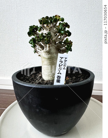 アデニウム アラビカム（縦） 117030654